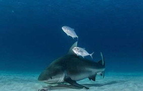 Cô gái với ý tưởng quái dị muốn sinh ra... cá mập