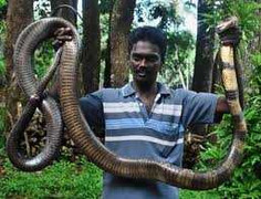 Rùng mình cảnh tay không bắt rắn hổ mang khổng lồ