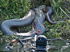 Clip: Báo con, trăn khổng lồ hỗn chiến dưới nước