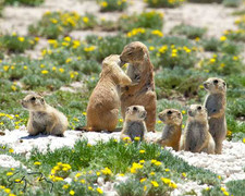 Clip: Kinh ngạc loài cầy nói chuyện như người