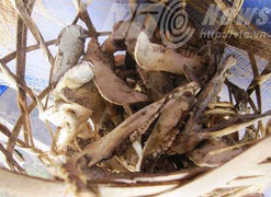 Bí ẩn đống xương hàm lợn sau nhà thầy mo