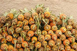 Gần 1 tấn dứa đè vào người không chết