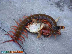 Clip: Bị rết khổng lồ cuốn chặt, ếch giẫy giụa chờ chết