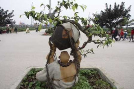 Vỡ trận 'siêu cây triệu đô', đại gia đi nuôi vịt