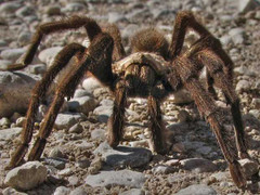 Xem cú lừa ngoạn mục của nhện ăn thịt đồng loại