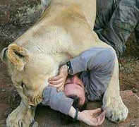 Clip: Rợn tóc gáy những pha sư tử tấn công người