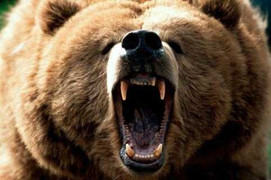 Bị gấu đen doạ khiếp vía, báo con bỏ chạy trối chết