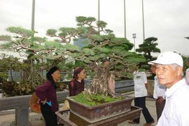 Những 'chiêu độc' trong giới chơi cây cảnh