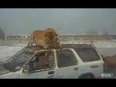 Clip: Giật mình hổ vồ gà trên nóc xe ô tô