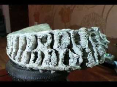 Thời sự 7/6: Tìm thấy bộ hàm voi ma mút hoá thạch ở HN?