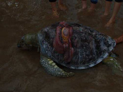 Xác rùa nặng 100kg dạt bờ biển Việt