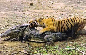 Tổng hợp những màn săn mồi rùng rợn nhất tháng 5