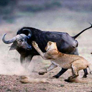 Clip: Trâu rừng tác chiến, trả thù bầy sư tử