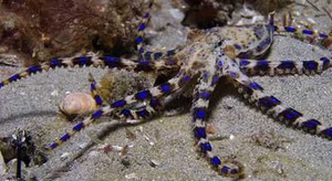 Xem bạch tuộc xanh mai phục, tóm gọn con mồi 8 cẳng