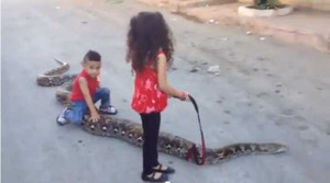 Clip: Bé 2 tuổi cưỡi trăn khổng lồ 'dạo phố'