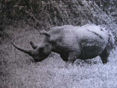 Chuyện chưa kể về con tê giác cuối cùng của Việt Nam