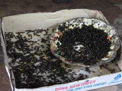 Clip: Ruồi đen dày đặc tấn công người