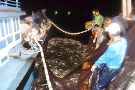 Ảnh: Trắng đêm cùng ngư phủ Lý Sơn