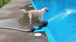 Chú chó làm 'điên đảo' Youtube 2 ngày qua