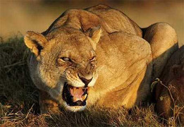 Clip: Bê con giẫy giụa dưới móng vuốt sư tử