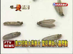 Sâu bướm 'lội' trong túi yến mạch, khách hàng sợ hãi