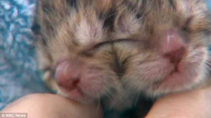 Clip: Tận thấy chú mèo 2 đầu 3 mắt ở Mỹ