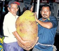 Clip: Sờ tận tay mít 50kg, dứa hình chim phụng