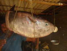 Bắt được 'cá lạ' hình vuông, không đuôi