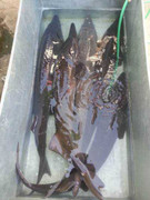 Thực hư chất lượng cá Tầm nước ngoài ở Việt Nam