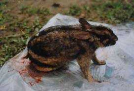 Clip: Thỏ cổ đại mới phát hiện ở VN