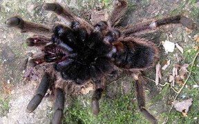 Clip: Rắn giãy giụa không thoát khỏi nhện khổng lồ