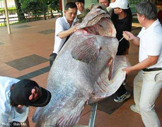 Cận cảnh cá mú nặng 270kg được mua hơn 121 triệu