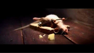 Quảng cáo hài hước: Chuột tập thể dục với... bẫy