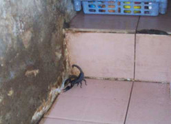 Ảnh: Khiếp vía bọ cạp tấn công khu dân cư