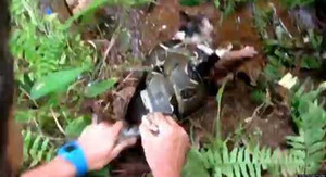 Clip: Vật lộn với trăn dữ, giải cứu mèo