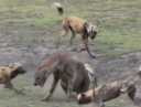 Clip: Bầy chó hoang điên cuồng cắn xé linh cẩu