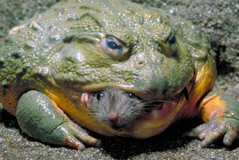 Rùng mình xem ếch bò khổng lồ châu Phi săn mồi