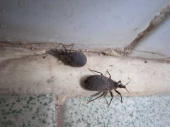 Lại phát hiện bọ xít hút máu người ở Bình Định