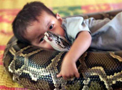 Clip: Rùng mình em bé nô đùa với trăn hoang dã