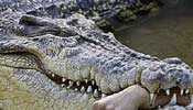 Đang đi qua cầu, cá sấu nhảy lên đớp chết