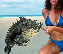 Clip: Cá mặt quỷ mắc cạn, ngoi ngóp thở trên bờ