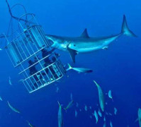 Clip: Hãi hùng cá mập vồ thợ lặn trong lồng bảo vệ