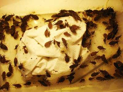 Phát tán bọ xít hút máu người: Chuyên gia nói gì?