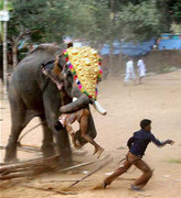 Khoảnh khắc hài hước khi loài vật bỗng dưng 'nổi điên'