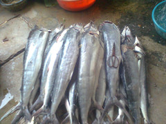 Sau bão số 2, thủy hải sản đua nhau đội giá