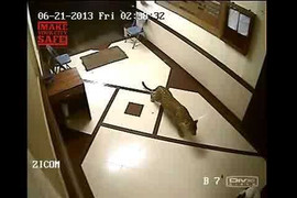 Clip: Báo hoang vào nhà cắn chết chó nuôi