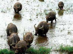 Trung úy quân đội trộm trâu lấy tiền tiêu xài