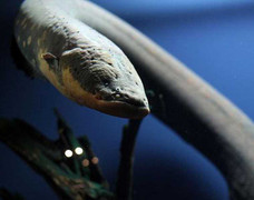 Ảnh: 9 động vật biển kỳ lạ nhất hành tinh