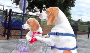 Clip: Chó mẹ dẫn con đi chơi công viên như người