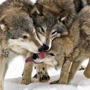 Clip: Màn săn tuần lộc ngoạn mục của sói xám